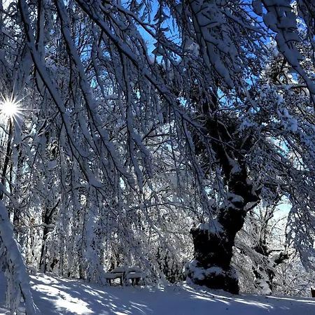 Caserio Arrigorri Excelente Ubicacion Jardin Con Barbacoa 15 Plazas Nyaraló